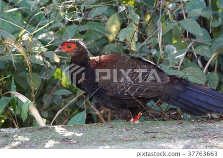 藍腹鷴 藍腹鷴 37763663