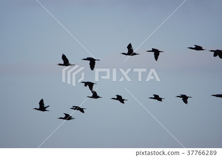 鳥群 37766289