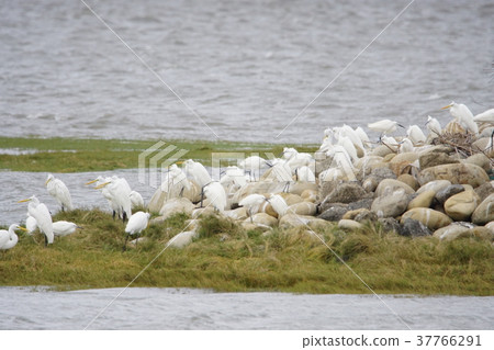 鳥群 鳥群 37766291