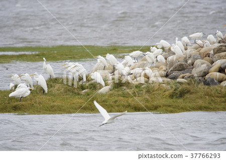 Bird group Bird group 37766293