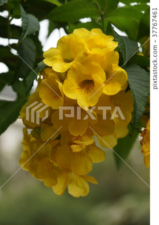 黃鐘花 37767461