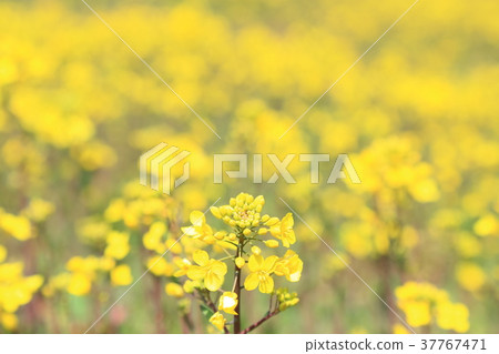 Rape blossoms Rape blossoms 37767471