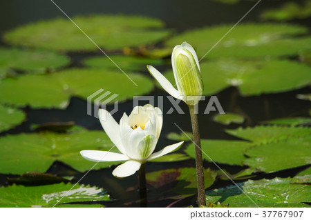 睡蓮 37767907
