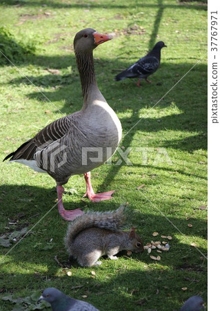 在倫敦的一個公園 在倫敦的一個公園 37767971
