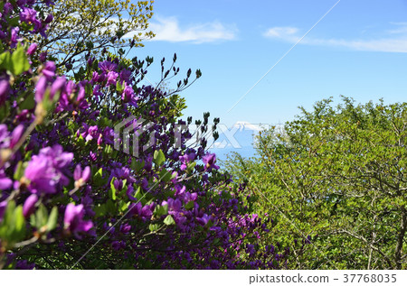 Amagi longitudinal path 37768035