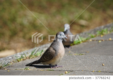 斑馬鳩 斑馬鳩 37768242