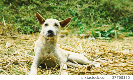 Little puppy in garden Little puppy in garden 37768320
