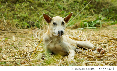 Little puppy in garden 37768321
