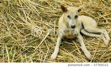 Little puppy in garden Little puppy in garden 37768322