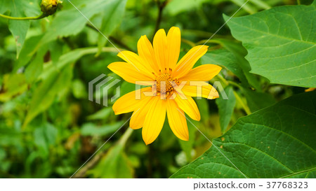 Wildflowers in Green Background Wildflowers in Green Background 37768323