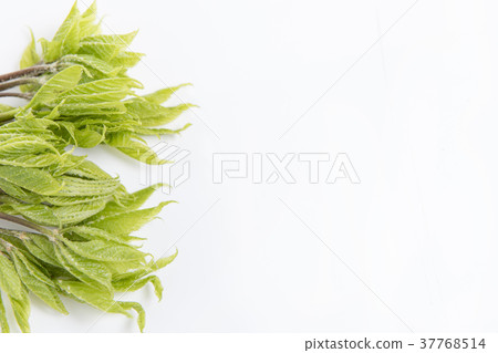 簡單和白色背景 37768514