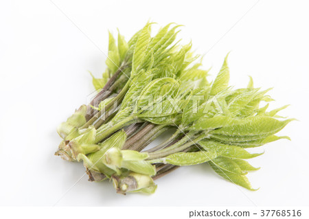 簡單和白色背景 37768516