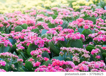 beautiful pink Kalanchoe flower in garden beautiful pink Kalanchoe flower in garden 37768625