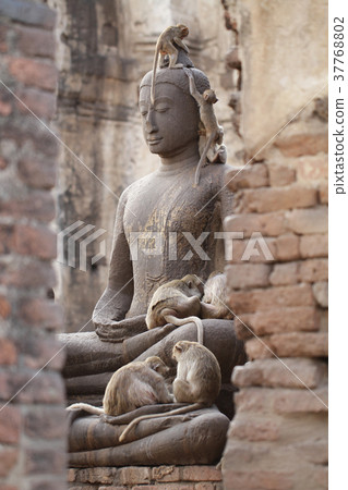 Monkey family sitting ancient damage buddha statue Monkey family sitting ancient damage buddha statue 37768802