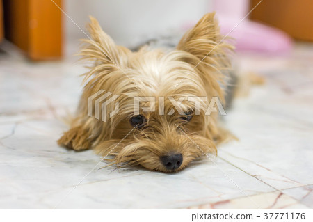 Cute little dog yorkshire terrier Cute little dog yorkshire terrier 37771176