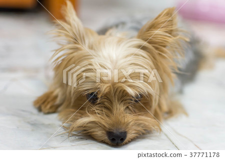 Cute little dog yorkshire terrier Cute little dog yorkshire terrier 37771178