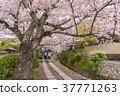Philosopher's Walk with sakura in the Springtime 37771263
