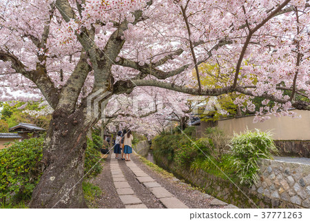 Philosopher's Walk with sakura in the Springtime 37771263