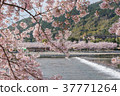 Cherry blossom, Arashiyama in spring,Kyoto, Japan 37771264