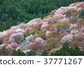 Cherry blossom on Yoshinoyama, Nara, Japan. 37771267