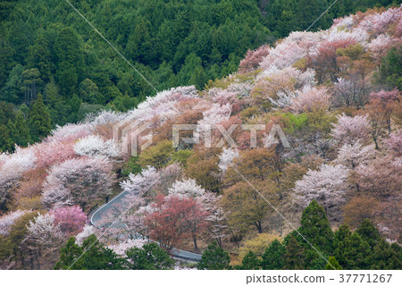 Cherry blossom on Yoshinoyama, Nara, Japan. 37771267