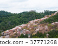 Cherry blossom on Yoshinoyama, Nara, Japan. 37771268