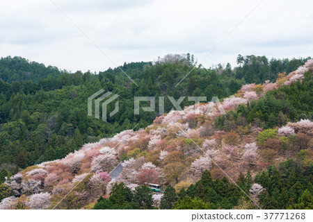Cherry blossom on Yoshinoyama, Nara, Japan. 37771268