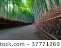 Sagano bamboo grove at Arashiyama in Kyoto Japan. 37771269