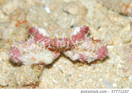 Crab Manko Hisashi crab 37771287