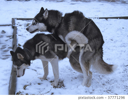 huskies love huskies love 37771296