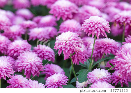 Chrysanthemum pink flowers in the garden. Chrysanthemum pink flowers in the garden. 37771323