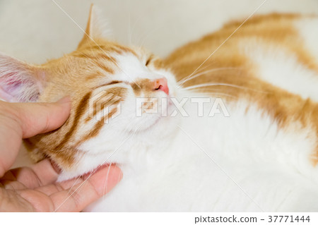 Fluffy tea white tiger cat Fluffy tea white tiger cat 37771444