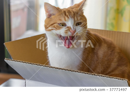 哈欠茶白老虎貓 37771497