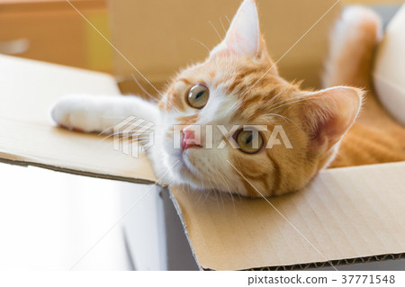 White tiger cat in a cardboard box White tiger cat in a cardboard box 37771548