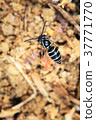 Black hornet 37771770