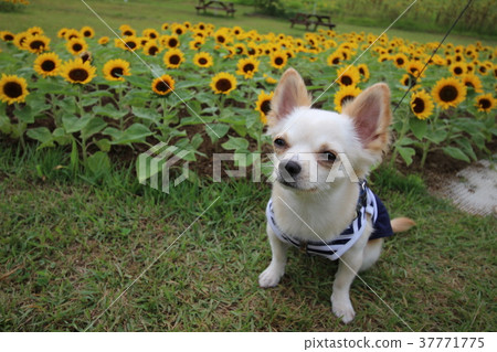 可愛的向日葵和布丁 37771775