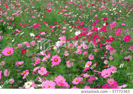 波斯菊,菊花,多彩,粉紅色花,花,花瓣,開花,植物,葉子,特別的 37772365