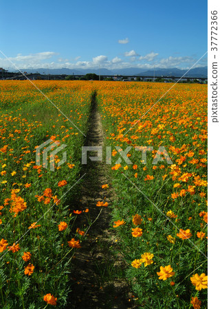 Cosmos, chrysanthemum, colorful, yellow flower, flower, petal, blossom, plant, leaf, special 37772366