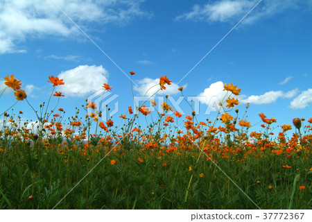 Cosmos, chrysanthemum, colorful, yellow flower, flower, petal, blossom, plant, leaf, special 37772367