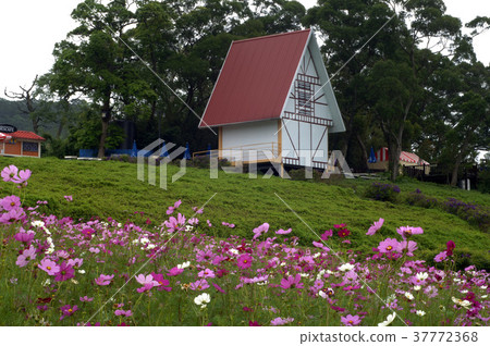 波斯菊,菊花,多彩,粉紅色花,花,花瓣,開花,植物,葉子,特別的 波斯菊,菊花,多彩,粉紅色花,花,花瓣,開花,植物,葉子,特別的 37772368