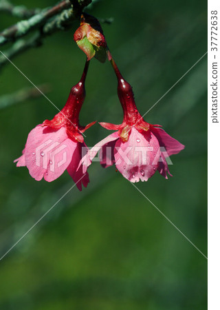 櫻花,花苞,黃色花,種植,花,花瓣,開花,植物,葉子,特別的 櫻花,花苞,黃色花,種植,花,花瓣,開花,植物,葉子,特別的 37772638