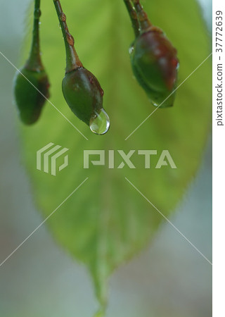 Cherry blossom, flowerbed, yellow flower, planting, flower, petal, flowering, plant, leaf, special Cherry blossom, flowerbed, yellow flower, planting, flower, petal, flowering, plant, leaf, special 37772639
