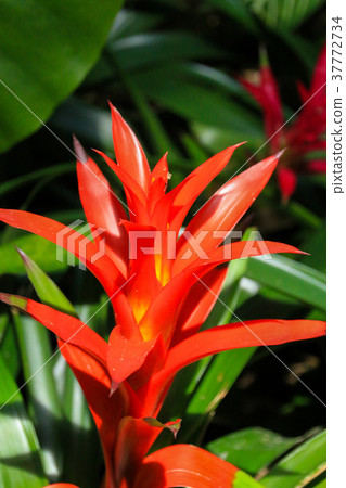 Guzumania Guzumania 37772734