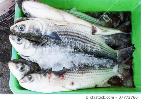 Fresh raw Fish at the fish market. Fresh raw Fish at the fish market. 37772760
