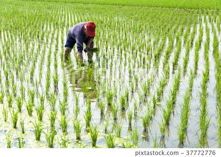 farmer transplanting rice seedlings in paddy field 37772776