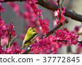 [Bird] White-eye and plum (18) 37772845