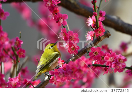 [Bird]白眼和梅花（18） 37772845