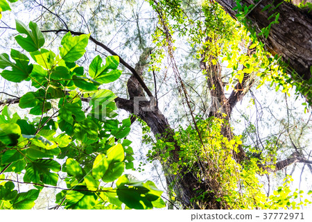 綠色森林 緑の森林 green forest 陽光下的綠葉 leaves and sunshine 37772971