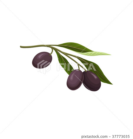 Olive branch with black olives vector Illustration Olive branch with black olives vector Illustration 37773035