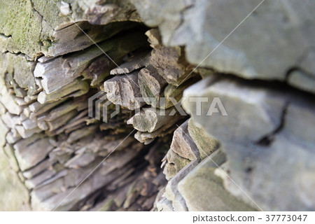 Trunk cross section Tree Trunk Cross Section Trunk cut surface Bar shape Pole shape 37773047